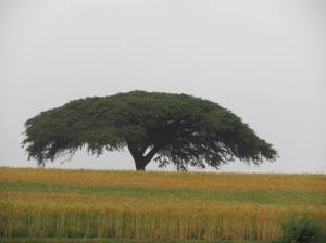 Majestic acacia tree