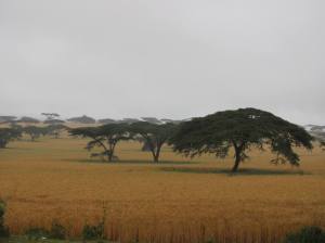 Wheat fields and acacia trees